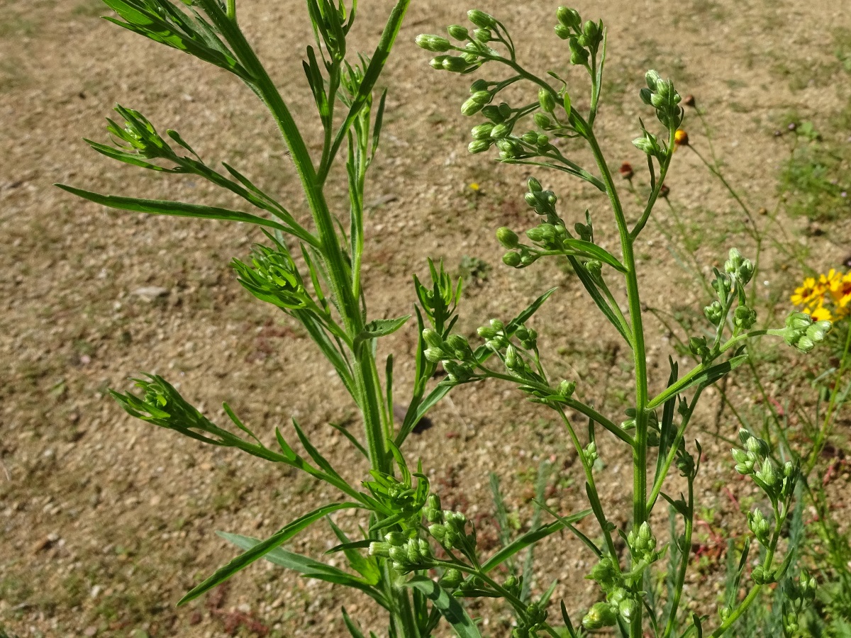 Erigeron sumatrensis (Asteraceae)